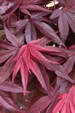 Emperor 1 Japanese Maple - 3 Gallon Pot (4.5-5.5') -Wilson Bros Garden acer palmatum emperor 1 japanese maple 20