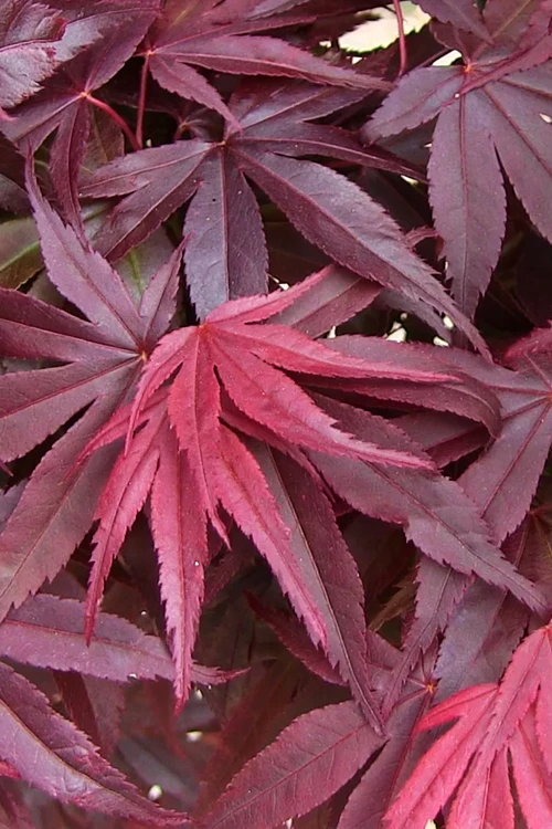 Emperor 1 Japanese Maple - 7 Gallon Pot (5-6') 8 Emperor 1 Japanese Maple - 7 Gallon Pot (5-6') - Image 6