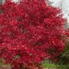Emperor 1 Japanese Maple - 2 Gallon Pot -Wilson Bros Garden acer palmatum emperor 1 japanese maple 21 5