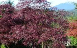 English Lace Japanese Maple - 6 Gallon Pot*B5 -Wilson Bros Garden acer palmatum english lace japanese maple 1