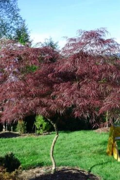 English Lace Japanese Maple - 6 Gallon Pot*B5 -Wilson Bros Garden acer palmatum english lace japanese maple 6