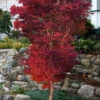 Englishtown Dwarf Red Japanese Maple Tree - 5 Gallon Pot 1 Englishtown Dwarf Red Japanese Maple Tree - 5 Gallon Pot -Wilson Bros Garden acer palmatum englishtown japanese maple 105