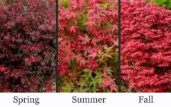 Englishtown Dwarf Red Japanese Maple Tree - 5 Gallon Pot -Wilson Bros Garden acer palmatum englishtown japanese maple 17