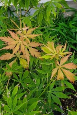 Fascination Japanese Maple - 3 Gallon Pot -Wilson Bros Garden acer palmatum fascination japanese maple summer color 1