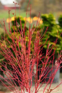 Corvallis Broom Dwarf Coral Bark Japanese Maple - 3 Gallon Pot -Wilson Bros Garden acer palmatum fhellheim dwarf coral bark japanese maple 4 1