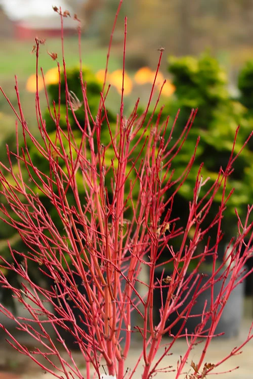 Fjellheim Dwarf Coral Bark Japanese Maple - 3 Gallon Pot 8 Fjellheim Dwarf Coral Bark Japanese Maple - 3 Gallon Pot - Image 6