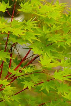 Fjellheim Dwarf Coral Bark Japanese Maple - 3 Gallon Pot 12 Fjellheim Dwarf Coral Bark Japanese Maple - 3 Gallon Pot -Wilson Bros Garden acer palmatum fhellheim dwarf coral bark japanese maple 5