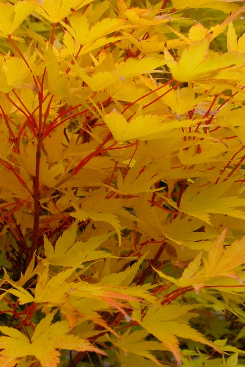 Fjellheim Dwarf Coral Bark Japanese Maple - 3 Gallon Pot 7 Fjellheim Dwarf Coral Bark Japanese Maple - 3 Gallon Pot - Image 5