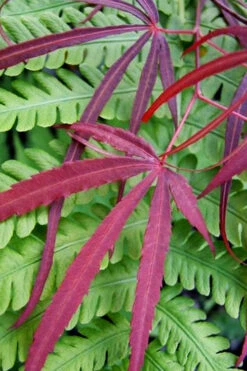 Filifera Purpurea Japanese Maple - 3 Gallon Pot 18 Filifera Purpurea Japanese Maple - 3 Gallon Pot -Wilson Bros Garden acer palmatum filifera purpurea 1