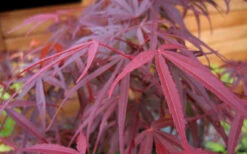 Ribbon Leaf Japanese Maple (Acer Palmatum 'Atrolineare') - 5 Gallon Pot -Wilson Bros Garden acer palmatum filifera purpurea 4 4