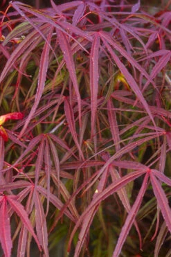 Filifera Purpurea Japanese Maple - 3 Gallon Pot 22 Filifera Purpurea Japanese Maple - 3 Gallon Pot -Wilson Bros Garden acer palmatum filifera purpurea 5