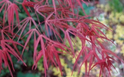 Ribbon Leaf Japanese Maple (Acer Palmatum 'Atrolineare') - 3 Gallon Pot (3-4') 18 Ribbon Leaf Japanese Maple (Acer Palmatum 'Atrolineare') - 3 Gallon Pot (3-4') -Wilson Bros Garden acer palmatum filifera purpurea 6 1