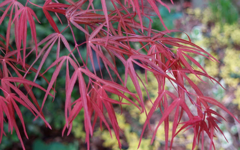 Ribbon Leaf Japanese Maple (Acer Palmatum 'Atrolineare') - 3 Gallon Pot (3-4') 10 Ribbon Leaf Japanese Maple (Acer Palmatum 'Atrolineare') - 3 Gallon Pot (3-4') - Image 8