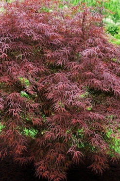 Ribbon Leaf Japanese Maple (Acer Palmatum 'Atrolineare') - 1 Gallon Pot -Wilson Bros Garden acer palmatum filifera purpurea 7 3