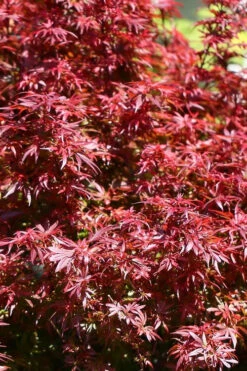 Fireball Dwarf Japanese Maple - 3 Gallon Pot -Wilson Bros Garden acer palmatum fireball dwarf japanese maple 1