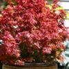 Fireball Dwarf Japanese Maple - 3 Gallon Pot -Wilson Bros Garden acer palmatum fireball dwarf japanese maple 4