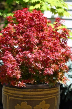 Fireball Dwarf Japanese Maple - 3 Gallon Pot