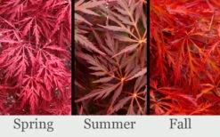 Firefall Lace Leaf Japanese Maple - 2 Gallon Pot -Wilson Bros Garden acer palmatum firefall laceleaf japanese maple 102
