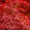 Firefall Lace Leaf Japanese Maple - 2 Gallon Pot -Wilson Bros Garden acer palmatum firefall laceleaf japanese maple 104