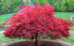 Firefall Lace Leaf Japanese Maple - 2 Gallon Pot -Wilson Bros Garden acer palmatum firefall laceleaf japanese maple 105