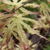 First Ghost Japanese Maple - 7 Gallon Pot (5-6') -Wilson Bros Garden acer palmatum first ghost japanese maple 1