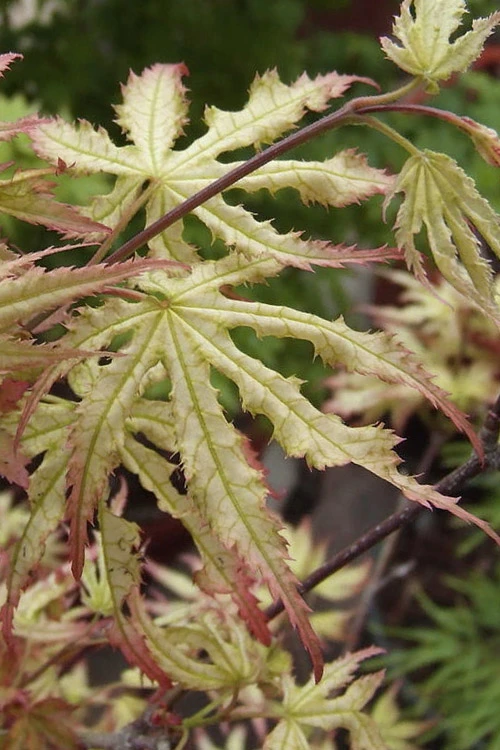 First Ghost Japanese Maple - 7 Gallon Pot (5-6') 3 First Ghost Japanese Maple - 7 Gallon Pot (5-6')