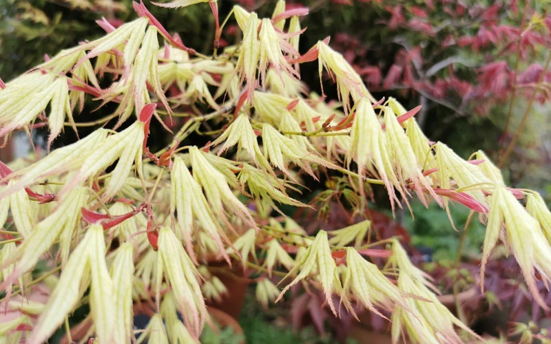 First Ghost Japanese Maple - 7 Gallon Pot (5-6') 13 First Ghost Japanese Maple - 7 Gallon Pot (5-6') - Image 11