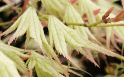 First Ghost Japanese Maple - 7 Gallon Pot (5-6') 23 First Ghost Japanese Maple - 7 Gallon Pot (5-6') -Wilson Bros Garden acer palmatum first ghost japanese maple 11