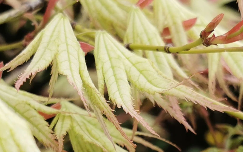 First Ghost Japanese Maple - 7 Gallon Pot (5-6') 12 First Ghost Japanese Maple - 7 Gallon Pot (5-6') - Image 10