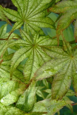First Ghost Japanese Maple - 7 Gallon Pot (5-6') 21 First Ghost Japanese Maple - 7 Gallon Pot (5-6') -Wilson Bros Garden acer palmatum first ghost japanese maple 13