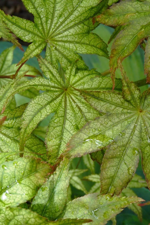 First Ghost Japanese Maple - 7 Gallon Pot (5-6') 10 First Ghost Japanese Maple - 7 Gallon Pot (5-6') - Image 8
