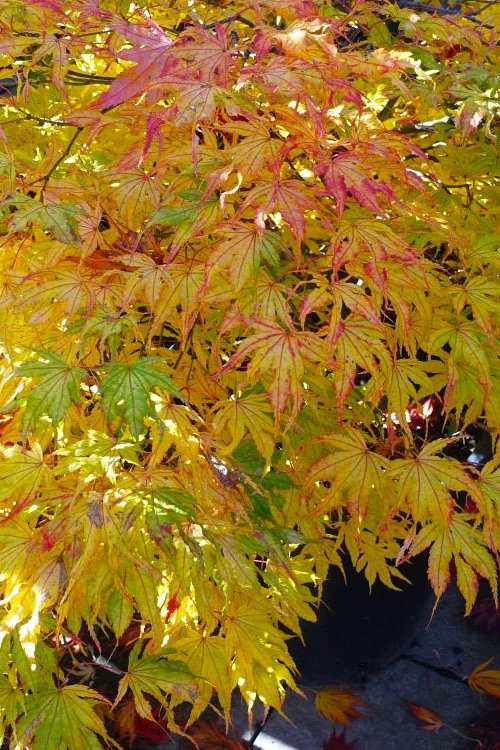 First Ghost Japanese Maple - 7 Gallon Pot (5-6') 11 First Ghost Japanese Maple - 7 Gallon Pot (5-6') - Image 9