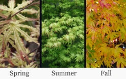 First Ghost Japanese Maple - 1 Gallon Pot -Wilson Bros Garden acer palmatum first ghost japanese maple 15 1