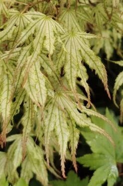 First Ghost Japanese Maple - 7 Gallon Pot (5-6') 19 First Ghost Japanese Maple - 7 Gallon Pot (5-6') -Wilson Bros Garden acer palmatum first ghost japanese maple 16