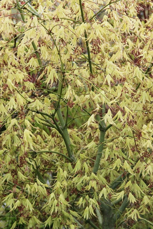First Ghost Japanese Maple - 7 Gallon Pot (5-6') 14 First Ghost Japanese Maple - 7 Gallon Pot (5-6') - Image 12