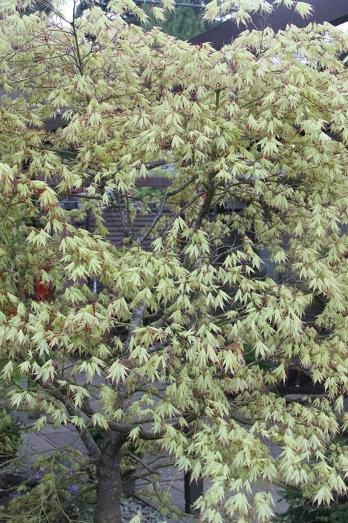 First Ghost Japanese Maple - 7 Gallon Pot (5-6') 7 First Ghost Japanese Maple - 7 Gallon Pot (5-6') - Image 5