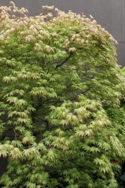 First Ghost Japanese Maple - 7 Gallon Pot (5-6') 20 First Ghost Japanese Maple - 7 Gallon Pot (5-6') -Wilson Bros Garden acer palmatum first ghost japanese maple 7