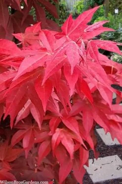 Gable's Glory Chameleon Japanese Maple - 1 Gallon Pot 13 Gable's Glory Chameleon Japanese Maple - 1 Gallon Pot -Wilson Bros Garden acer palmatum gables glory japanese maple 2 1