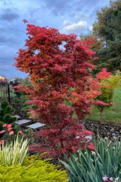 Gable's Glory Chameleon Japanese Maple - 1 Gallon Pot 12 Gable's Glory Chameleon Japanese Maple - 1 Gallon Pot -Wilson Bros Garden acer palmatum gables glory japanese maple 6 1