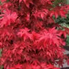 Gable's Glory Chameleon Japanese Maple - 1 Gallon Pot -Wilson Bros Garden acer palmatum gables glory japanese maple 8 1