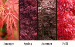 Garnet Laceleaf Japanese Maple - 3 Gallon Pot 10 Garnet Laceleaf Japanese Maple - 3 Gallon Pot -Wilson Bros Garden acer palmatum garnet japanese maple 3