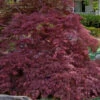 Garnet Laceleaf Japanese Maple - 3 Gallon Pot 2 Garnet Laceleaf Japanese Maple - 3 Gallon Pot -Wilson Bros Garden acer palmatum garnet japanese maple 7