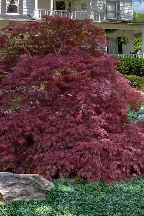 Garnet Laceleaf Japanese Maple - 3 Gallon Pot 3 Garnet Laceleaf Japanese Maple - 3 Gallon Pot