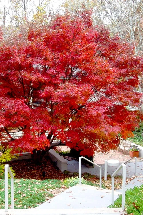 Glowing Embers Japanese Maple - 7 Gallon Pot (5-6') 3 Glowing Embers Japanese Maple - 7 Gallon Pot (5-6')