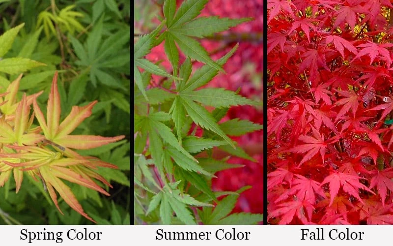 Glowing Embers Japanese Maple - 3 Gallon Pot 6 Glowing Embers Japanese Maple - 3 Gallon Pot - Image 4