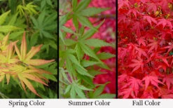 Glowing Embers Japanese Maple - 7 Gallon Pot (7'+) 14 Glowing Embers Japanese Maple - 7 Gallon Pot (7'+) -Wilson Bros Garden acer palmatum glowing embers japanese maple 21 2