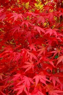 Glowing Embers Japanese Maple - 3 Gallon Pot 18 Glowing Embers Japanese Maple - 3 Gallon Pot -Wilson Bros Garden acer palmatum glowing embers japanese maple 22 1