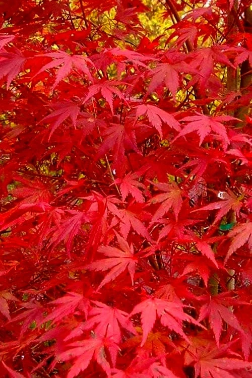Glowing Embers Japanese Maple - 7 Gallon Pot (5-6') 10 Glowing Embers Japanese Maple - 7 Gallon Pot (5-6') - Image 8