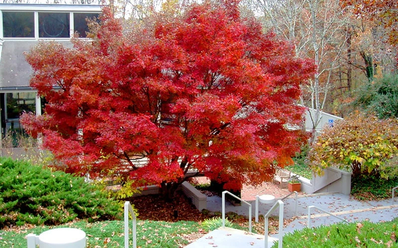 Glowing Embers Japanese Maple - 3 Gallon Pot 11 Glowing Embers Japanese Maple - 3 Gallon Pot - Image 9