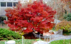 Glowing Embers Japanese Maple - 7 Gallon Pot (7'+) 19 Glowing Embers Japanese Maple - 7 Gallon Pot (7'+) -Wilson Bros Garden acer palmatum glowing embers japanese maple 24 2